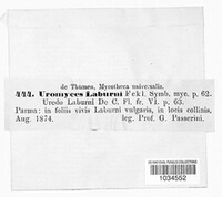 Uromyces pisi-sativi image